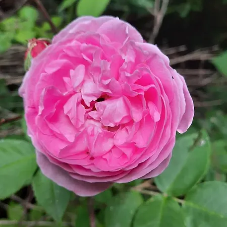 Zum Kleinen Maulwurf Дом отдыха Prohn