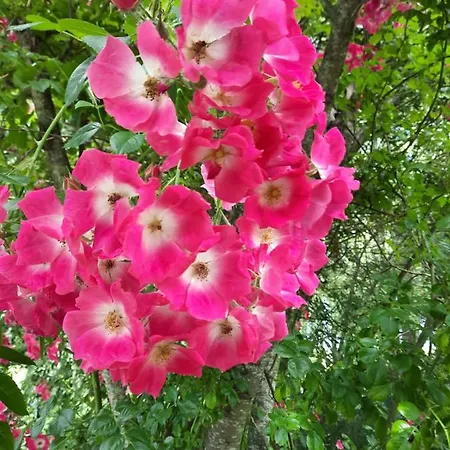 Zum Kleinen Maulwurf Дом отдыха Prohn