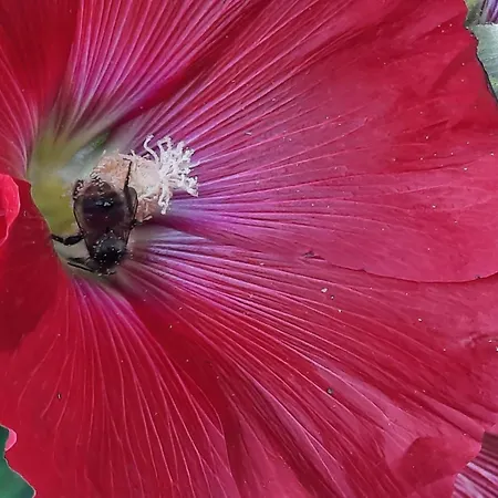 Дом отдыха Zum Kleinen Maulwurf