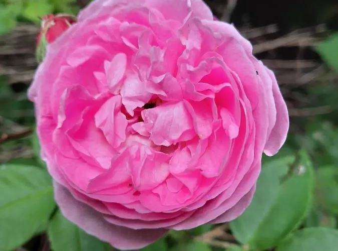 Zum Kleinen Maulwurf Casa de Férias Prohn