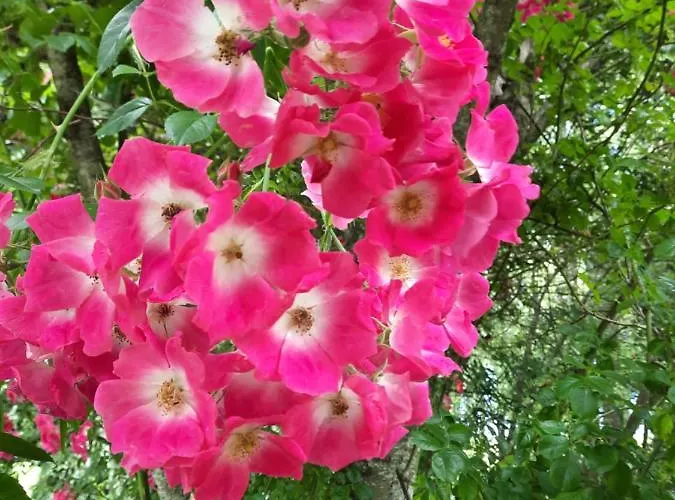 Zum Kleinen Maulwurf Casa de Férias Prohn