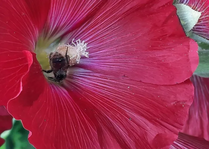 Casa de Férias Zum Kleinen Maulwurf